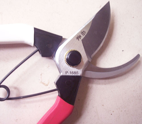 �����_���º���֦��